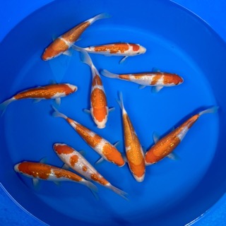 October’s Last Koi Drop – Marudo Ginrin Kohaku, Sekiguchi Showa & Byer-Bred Beauties