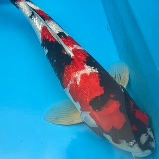 Online Koi Sale This Friday: Ex-Brood Fish & Discounted Japanese Koi