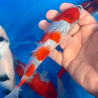 Highlights from tonight's online koi release