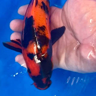 Tonight’s £125 Online Koi Release Just Got Even Bigger – New Additions & Preview Videos Inside!
