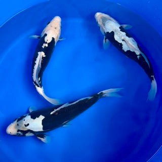 Byer Koi Farm Nisai Release – Preview Videos - Over 50 Home-Bred Koi Available Friday 8pm