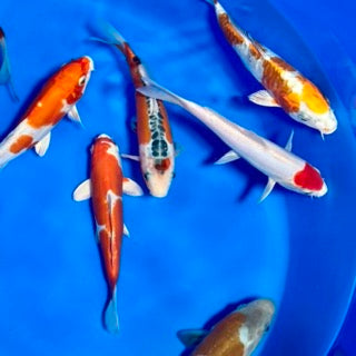 Friday Night Koi Release – 37 Individually Catalogued Koi from Byer Koi Farm (Free Overwintering Included)