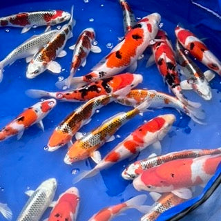 A Busy Week: Spawnings & Nisai Harvests