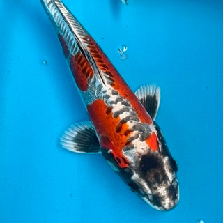 Big Fish, Little Price – Koi for Sale Online & In-Store This Weekend