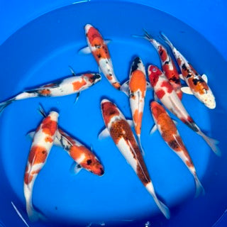 This Week’s Update: New Koi & Overwintering Now Available