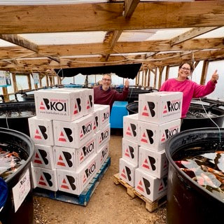 A Week In The Life Of A Koi Farmer (WC 29_9_25)