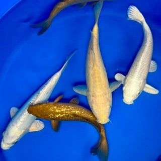 New Koi for Sale UK: Showa, Ginrin Chagoi & Platinum Release This Friday (Free Overwintering Included)