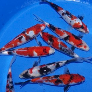 A Week In The Life Of A Koi Farmer W/C 27/10/25: Have Your Say Questionnaire