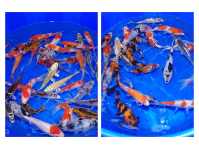 Koi mixes to brighten up your pond!  All in our vBlog Mar '21 Update