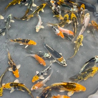 2-3 inch koi
