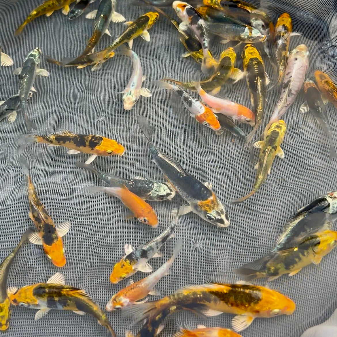 2-3 inch koi