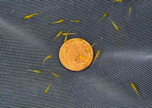 2-3 week old koi fry (Round 2 , 2024)
