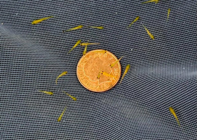 2-3 week old koi fry (Round 2 , 2024)