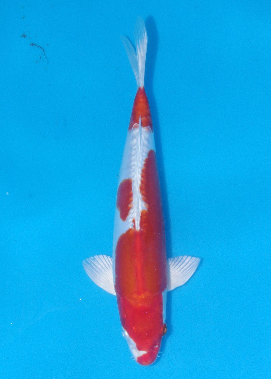 27.5cm Kikisui (Byer Koi Farm) REF - J019