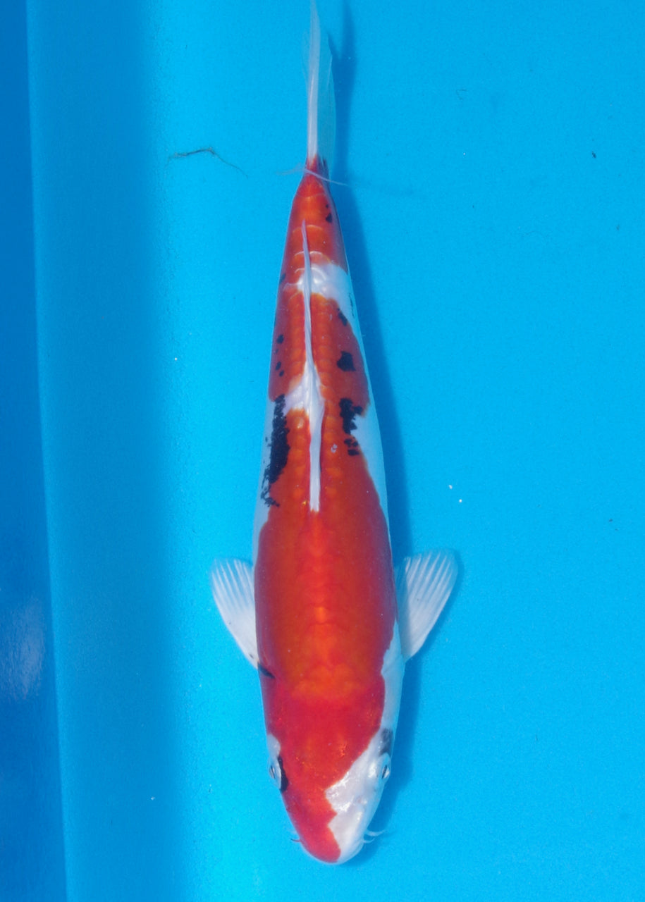 28cm Beni Kikokuryu (Byer Koi Farm) REF - J020
