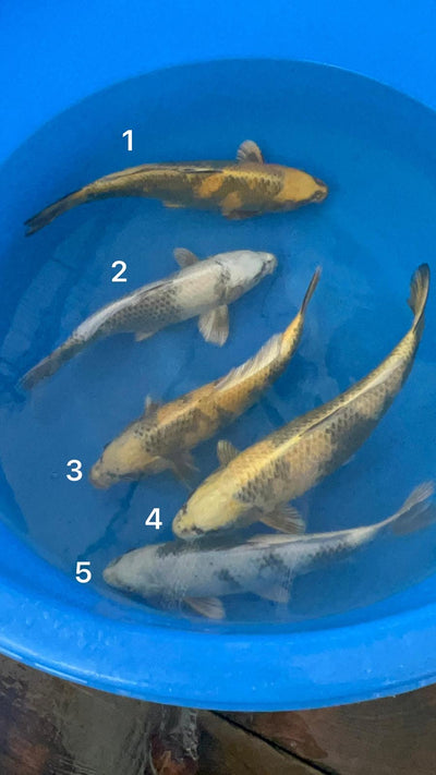 33-37cm Nisai (Marusaka) REF - FE01