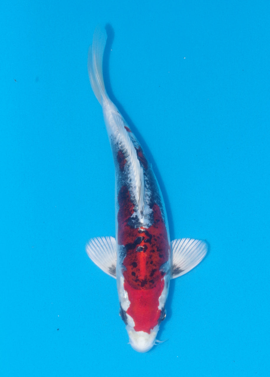 30cm Beni Kikokuryu (Byer Koi Farm) REF - J022
