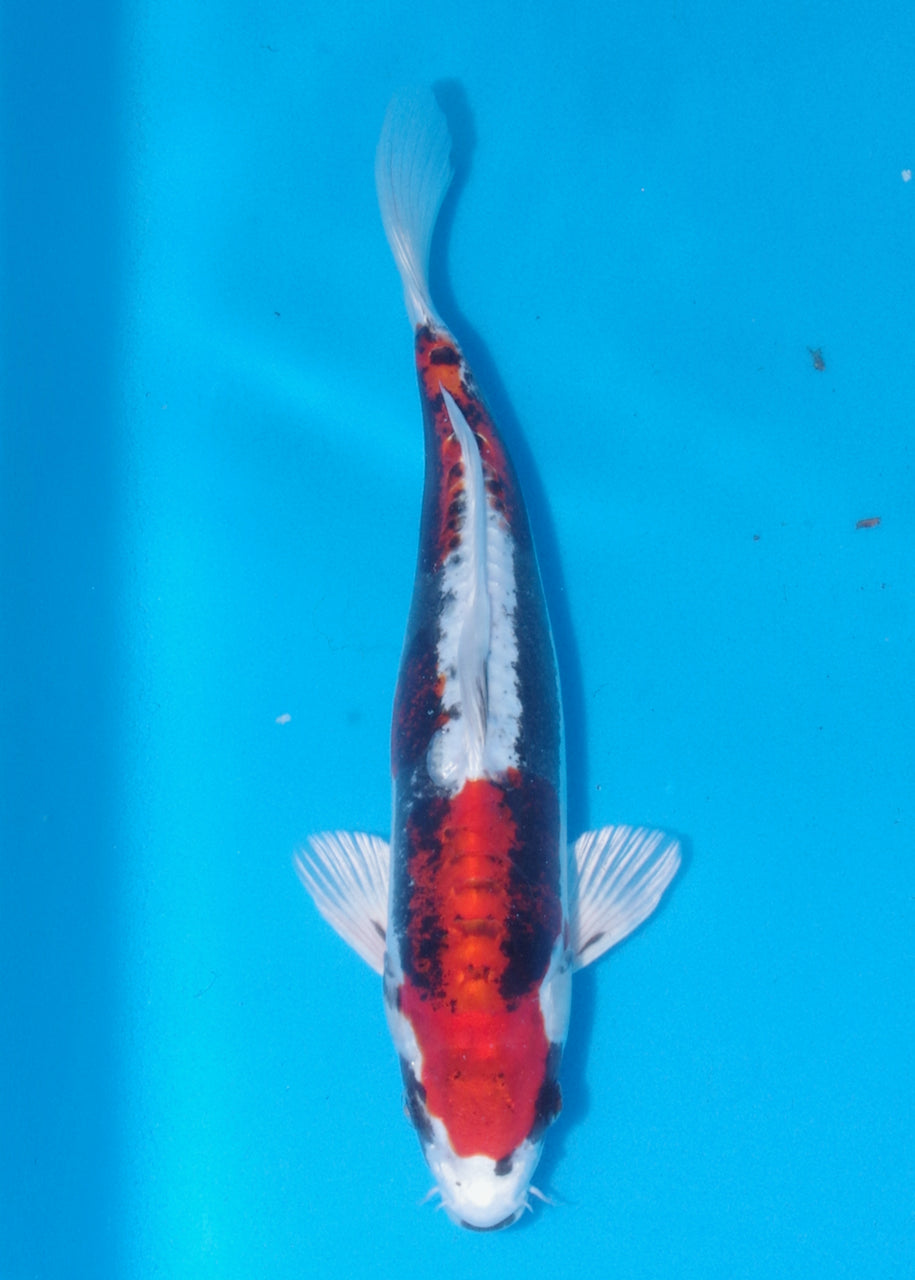 32cm Beni Kikokuryu (Byer Koi Farm) REF - J017