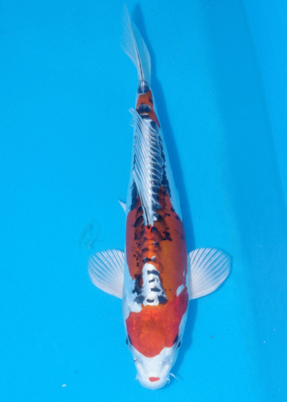 34.5cm Beni Kikokuryu (Byer Koi Farm) REF - J011