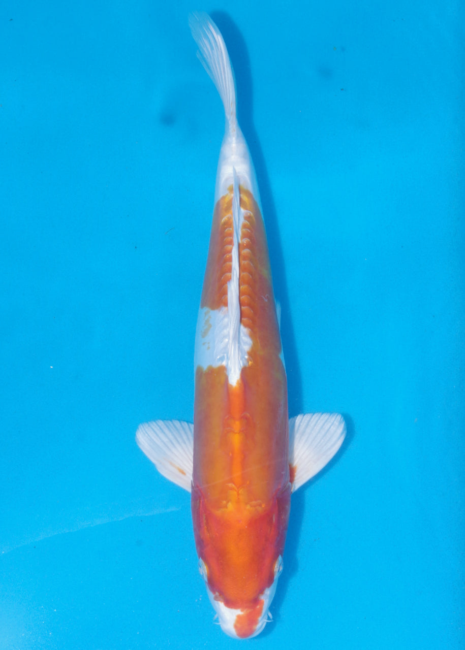 39cm Kikisui (Byer Koi Farm) REF - J010