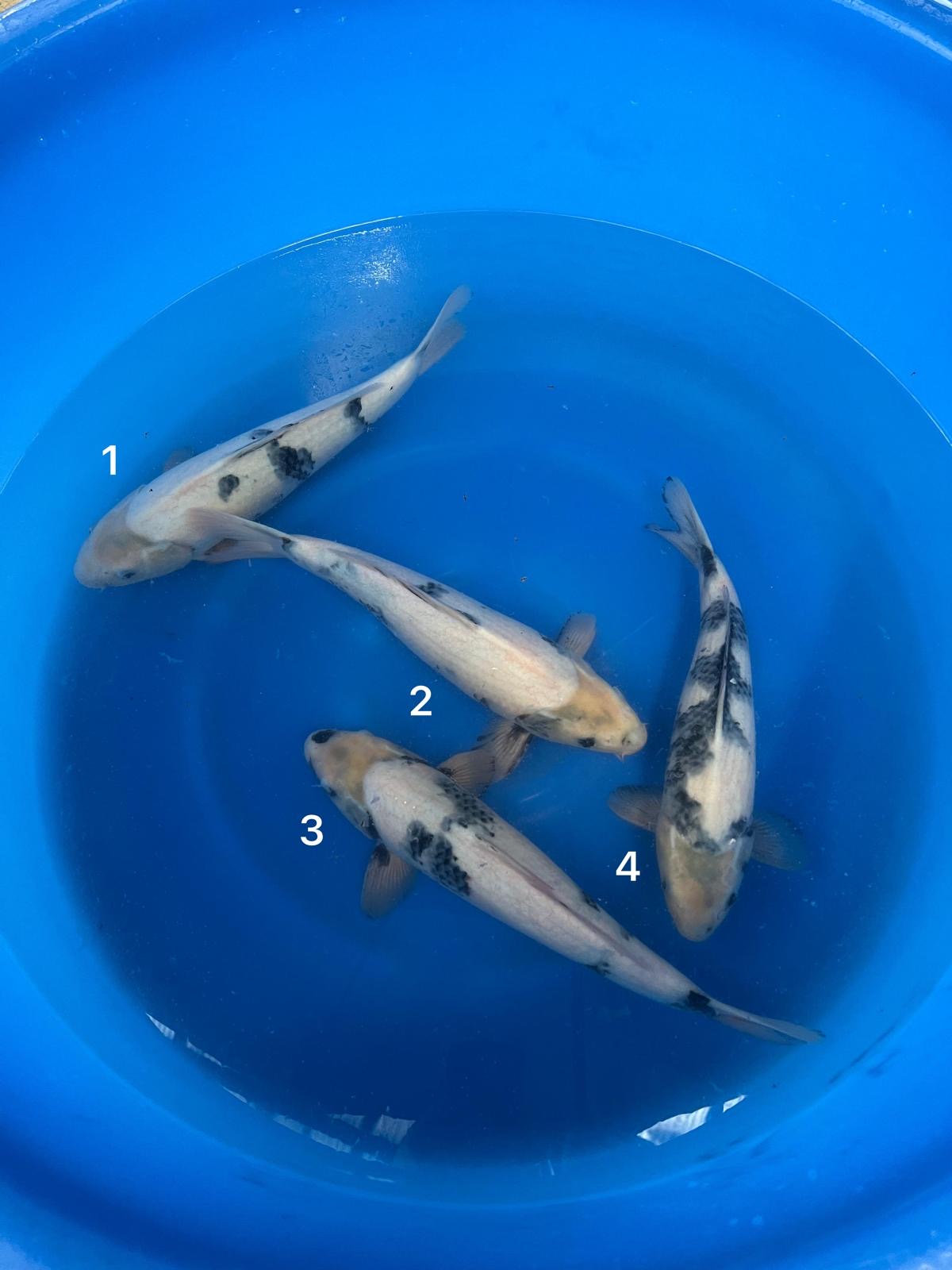 33-37cm Nisai (Kaneko) REF - FE06