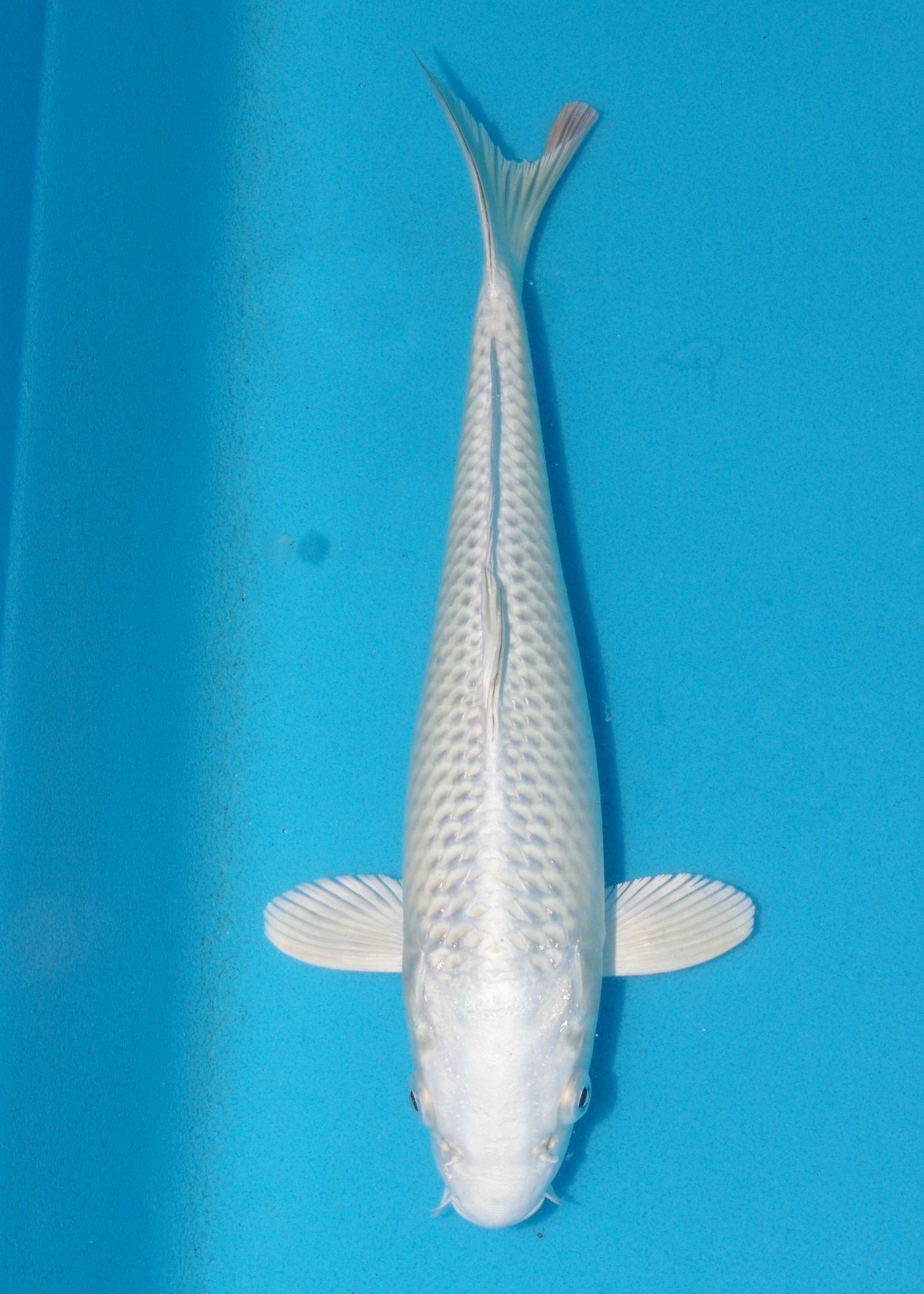 27cm Mukashi Ogon (Byer Koi Farm) REF - OCT101