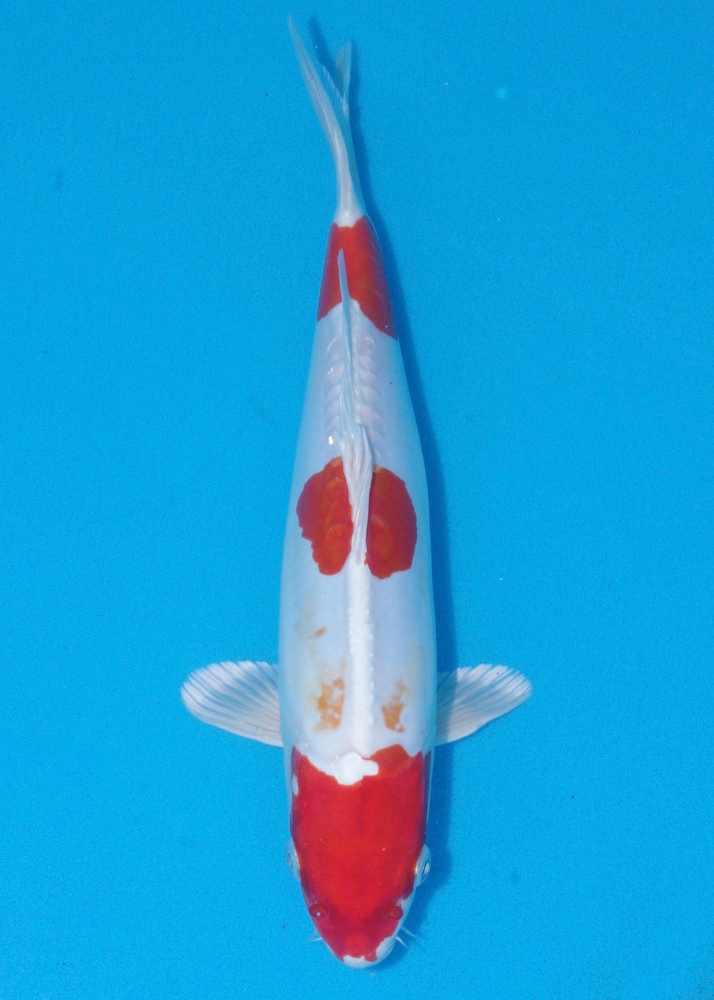 29cm Kikisui (Byer Koi Farm) REF - OCT100