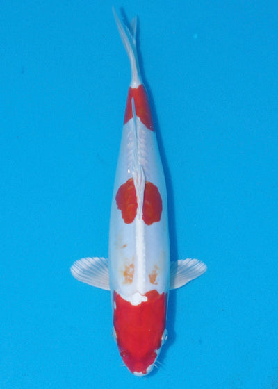 29cm Kikisui (Byer Koi Farm) REF - OCT100