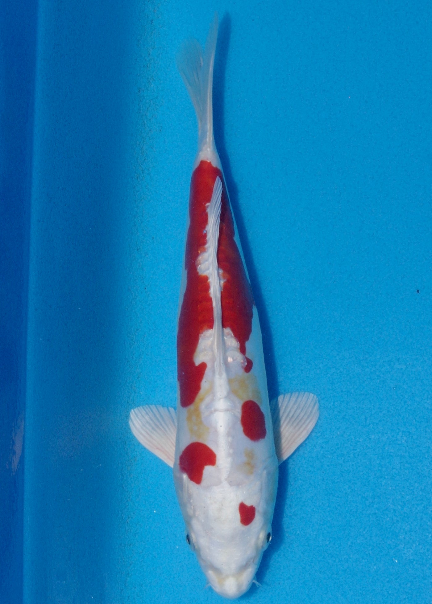 25cm Kikisui (Byer Koi Farm) REF - OCT102