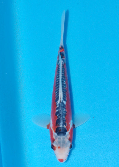 25cm Shusui (Byer Koi Farm) REF - OCT103