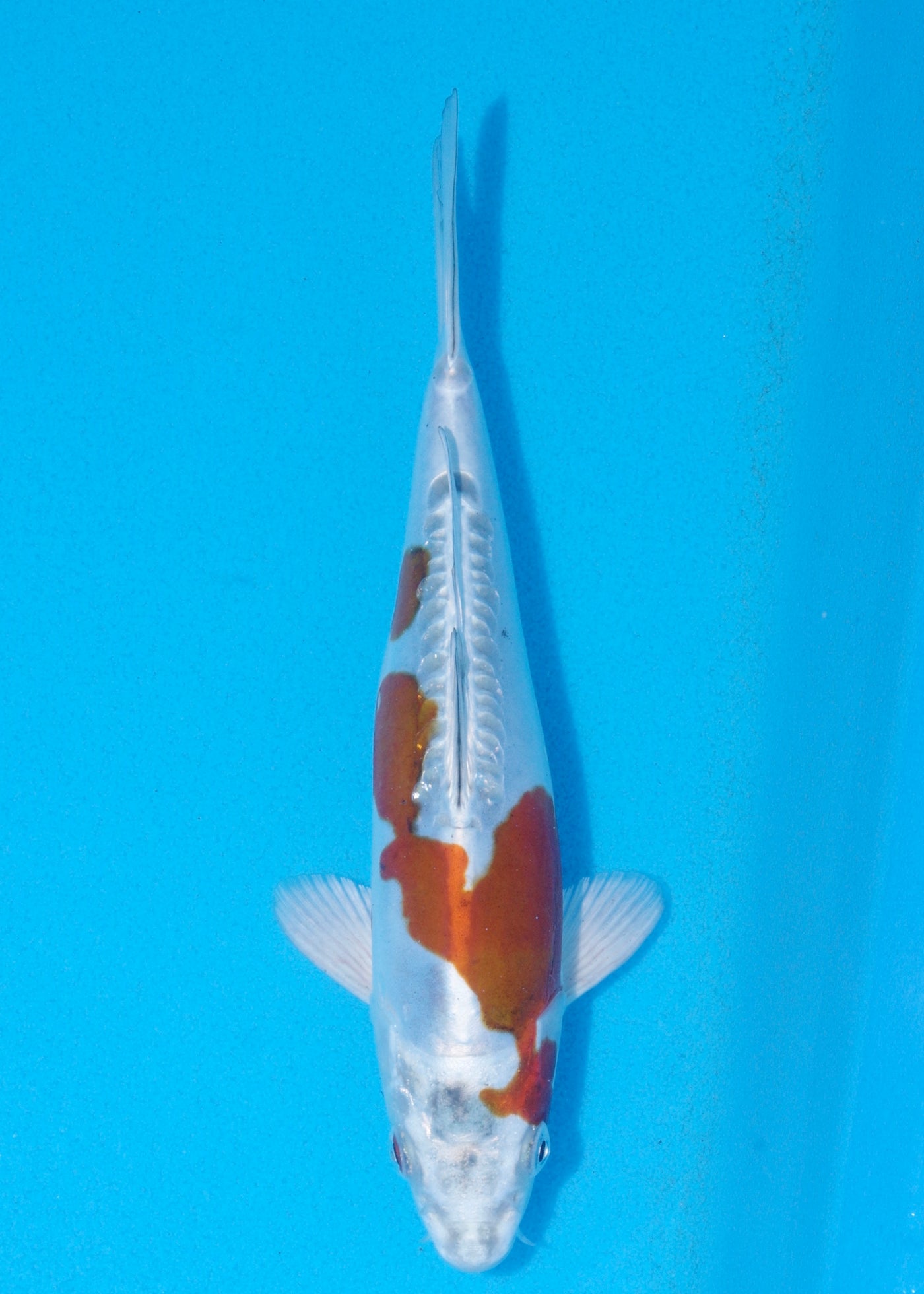 23cm Doitsu Kogane Ochiba (Byer Koi Farm) REF - OCT104