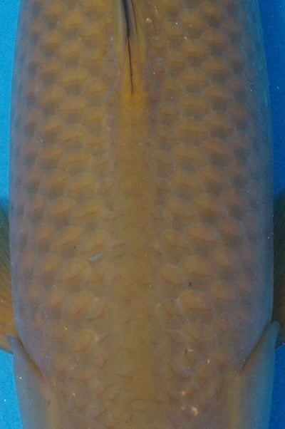 48cm Chagoi (BKF) REF - JUN66