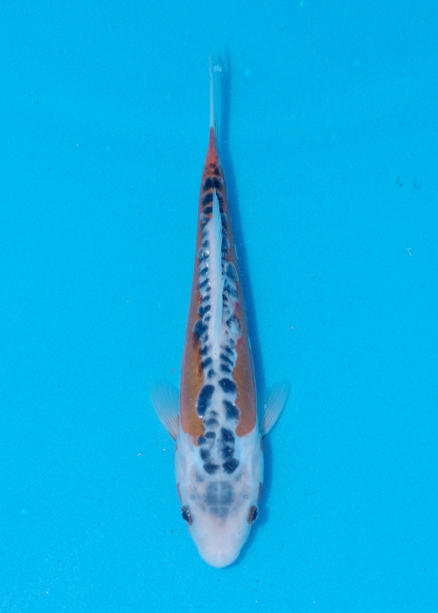 26cm Shusui (Byer Koi Farm) REF - JUN10
