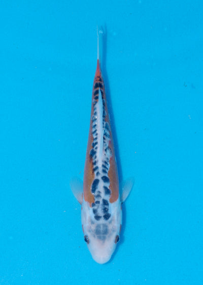 26cm Shusui (Byer Koi Farm) REF - JUN10