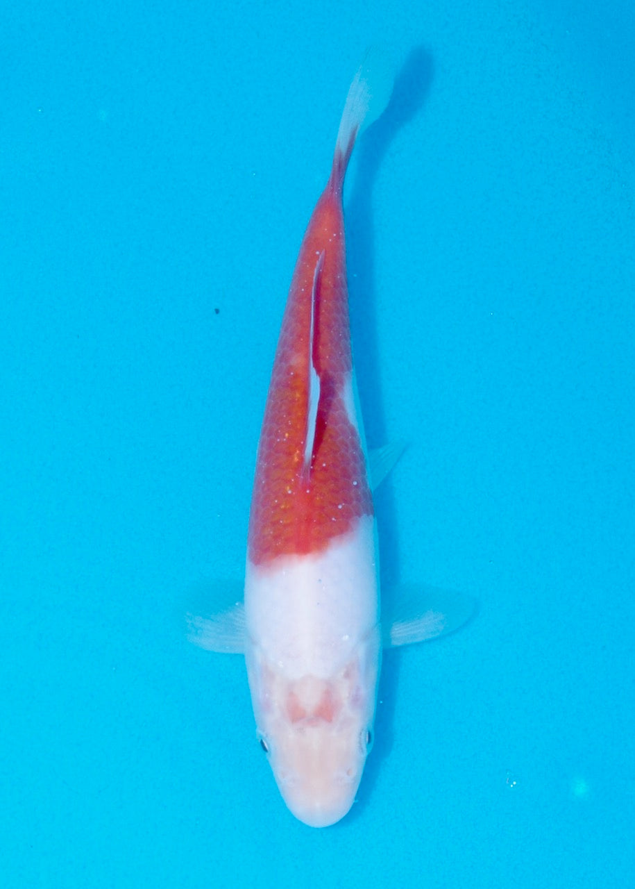 18cm Ai/Budo Goromo REF SRR06-M053