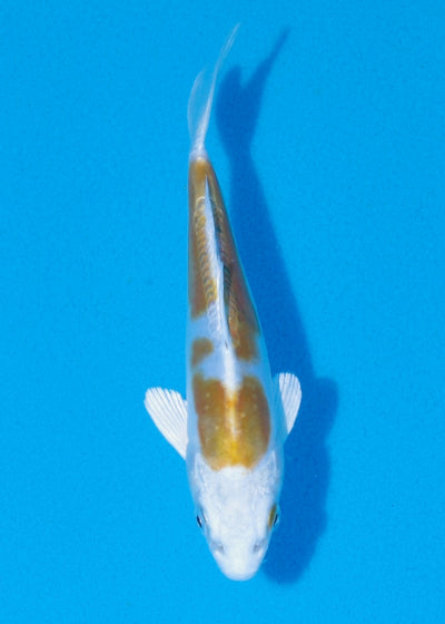 15cm Doitsu Lemon Hariwake REF SRR05-M054