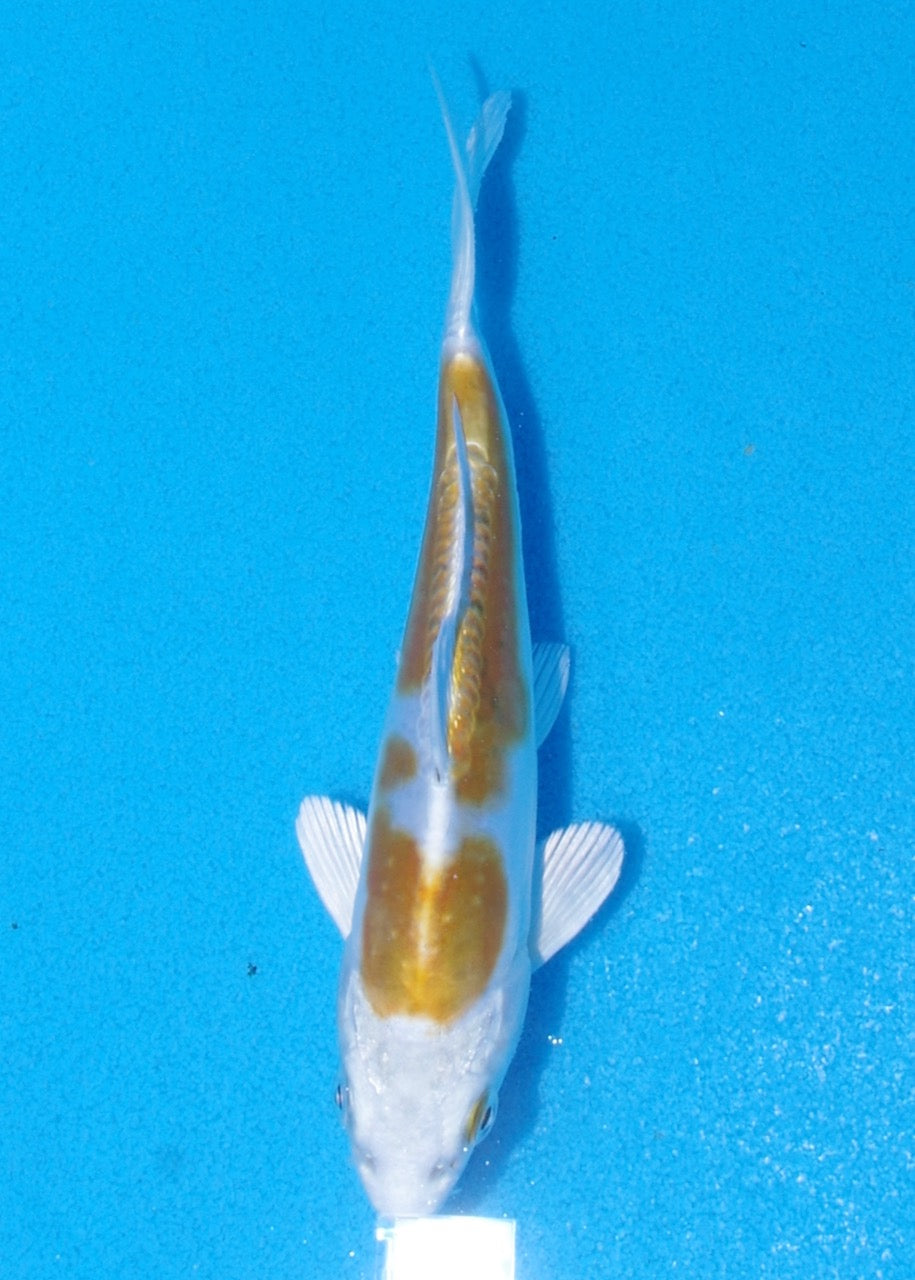 15cm Doitsu Lemon Hariwake REF SRR05-M054