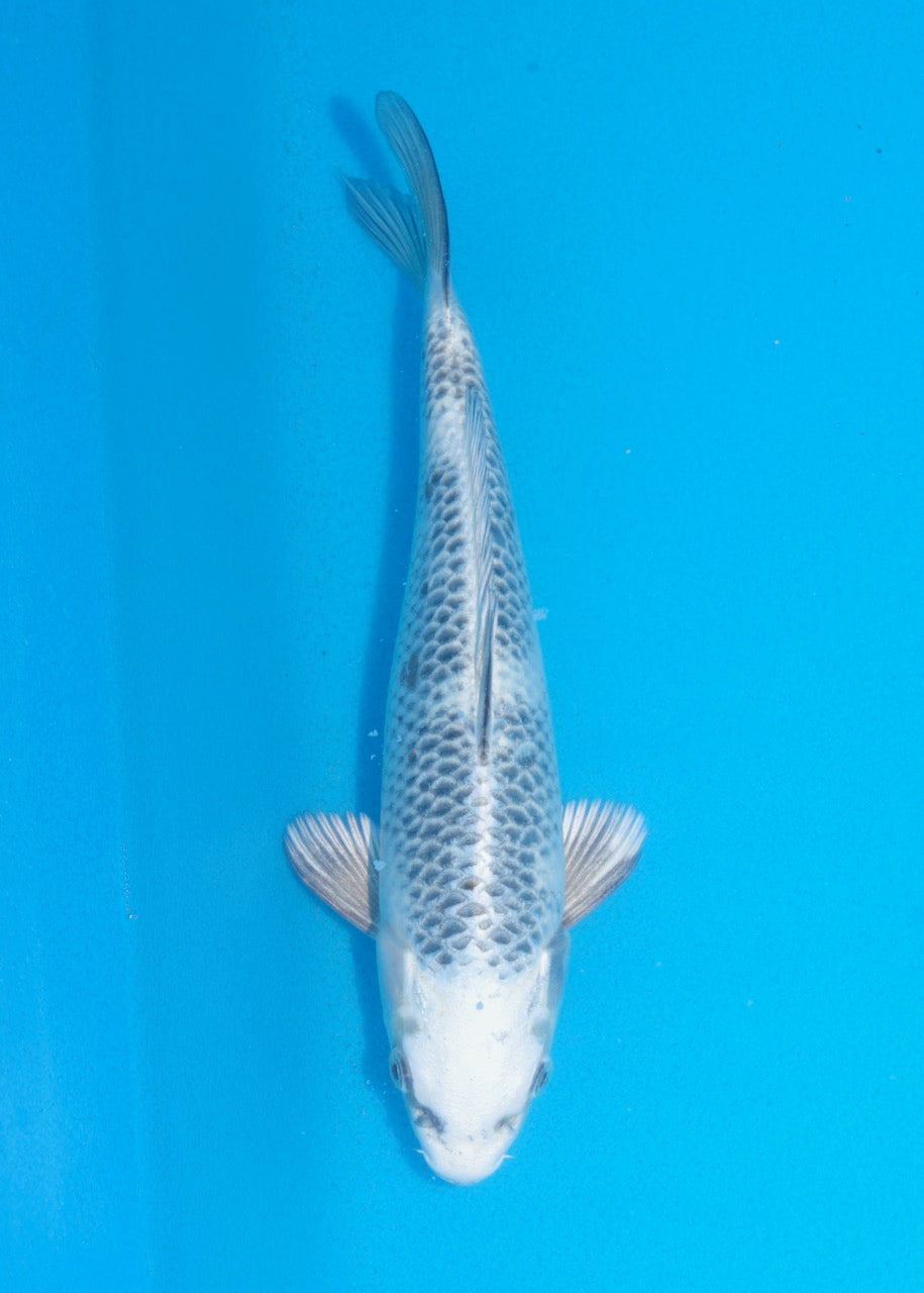 23cm Gin Shiro Utsuri REF SRR06-M040