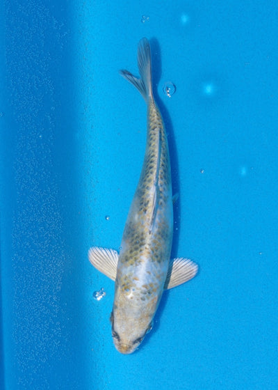 16cm Kin Showa REF SRR05-M071