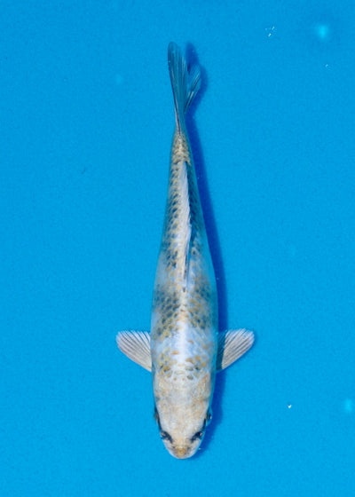 16cm Kin Showa REF SRR05-M071