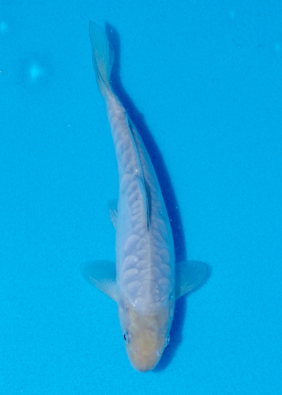 15cm Aragoke (Soragoi) REF SRR05-M072