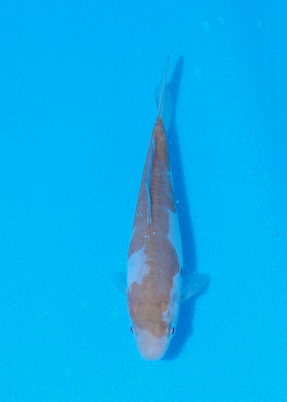 15cm Doitsu Ochiba REF SRR05-M073