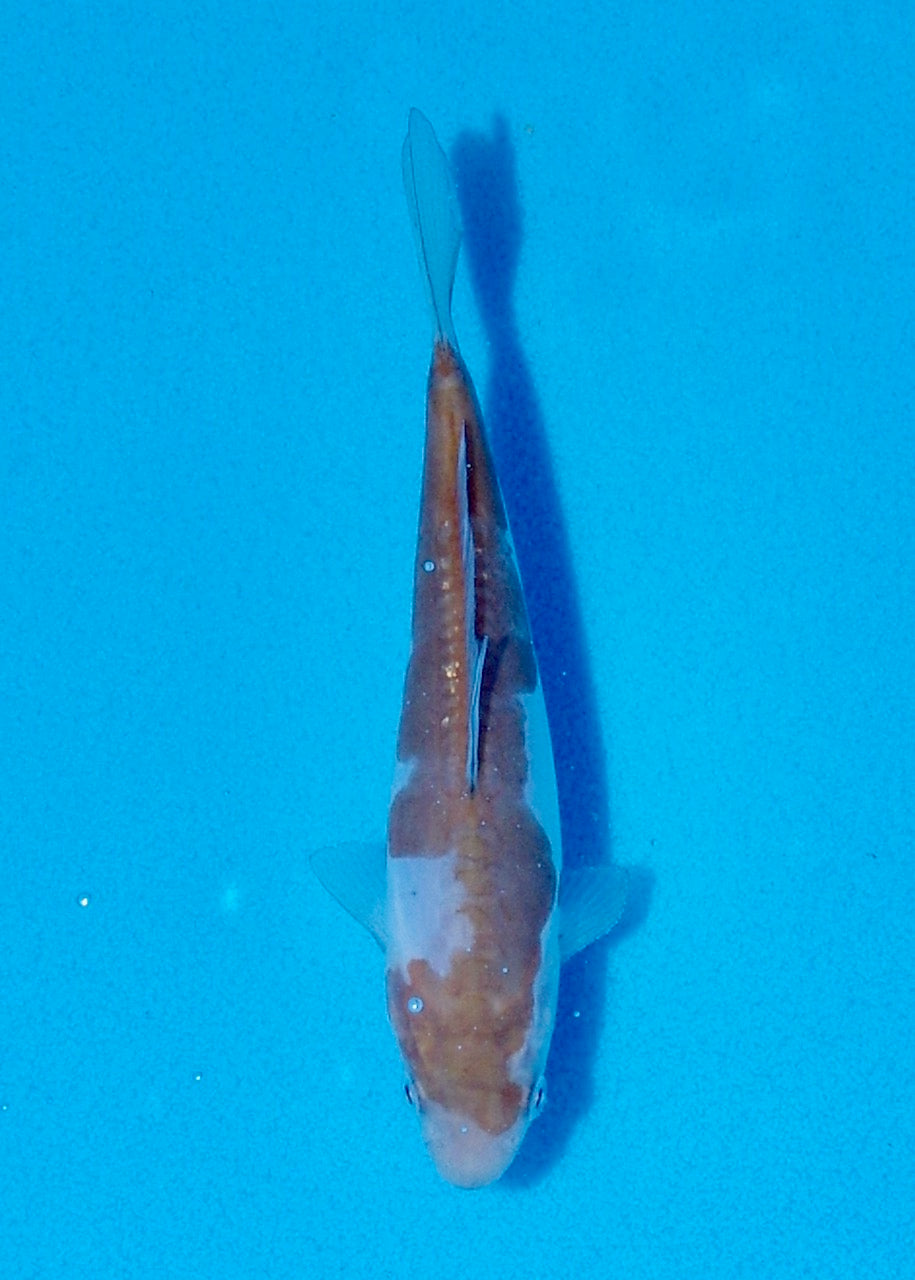 15cm Doitsu Ochiba REF SRR05-M073