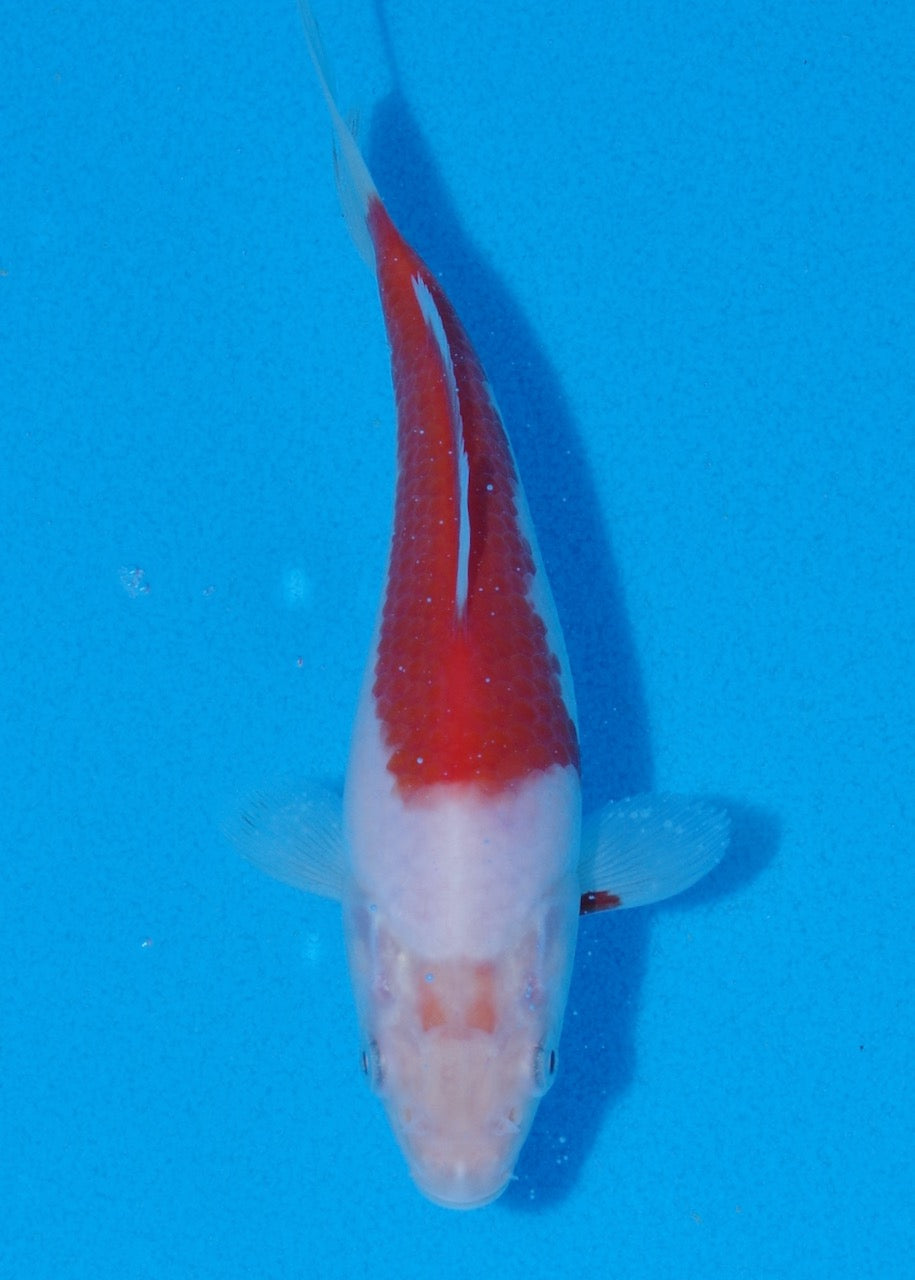 15cm Ai/Budo Goromo REF SRR05-M074