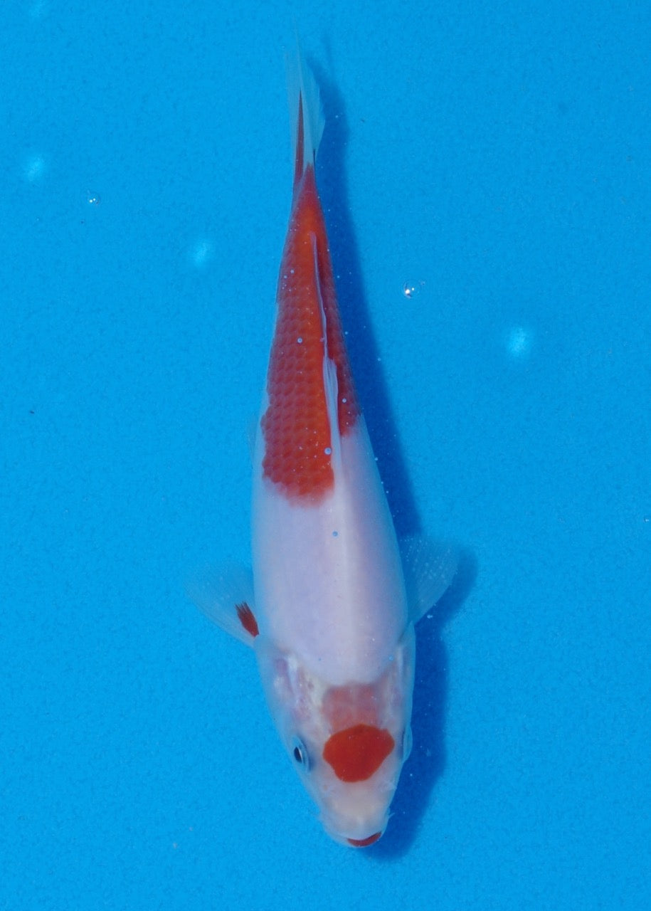 15cm Ai/Budo Goromo REF SRR05-M076