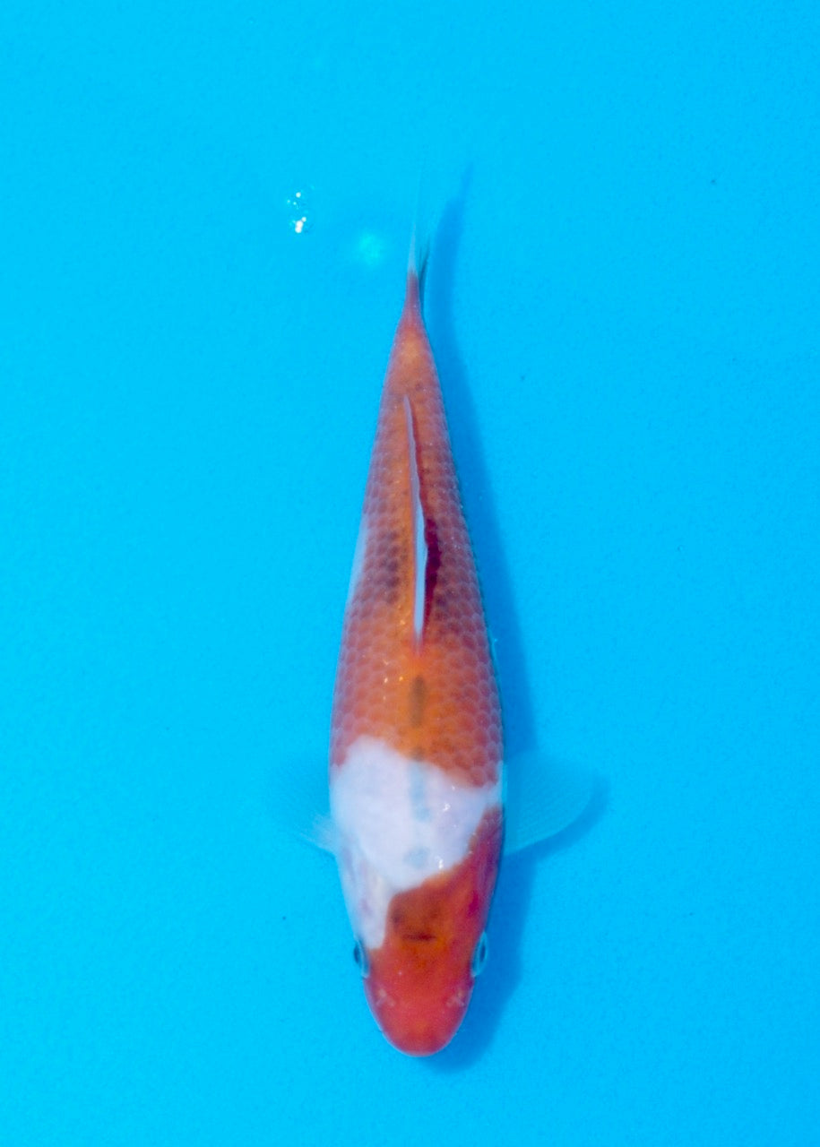 18cm Ai/Budo Goromo REF SRR06-M044