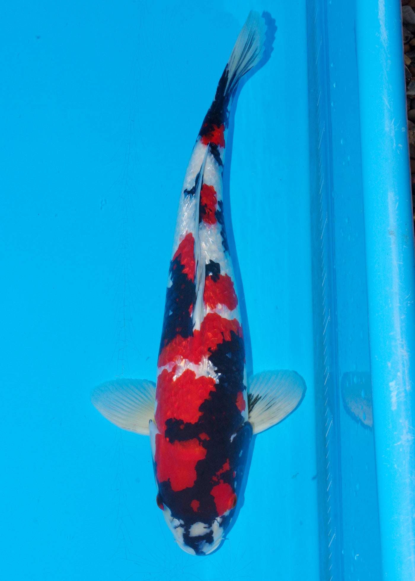 57cm Ginrin Showa (Yagengi) REF - OCT011