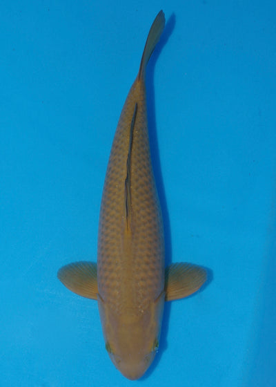 48cm Chagoi (BKF) REF - JUN66