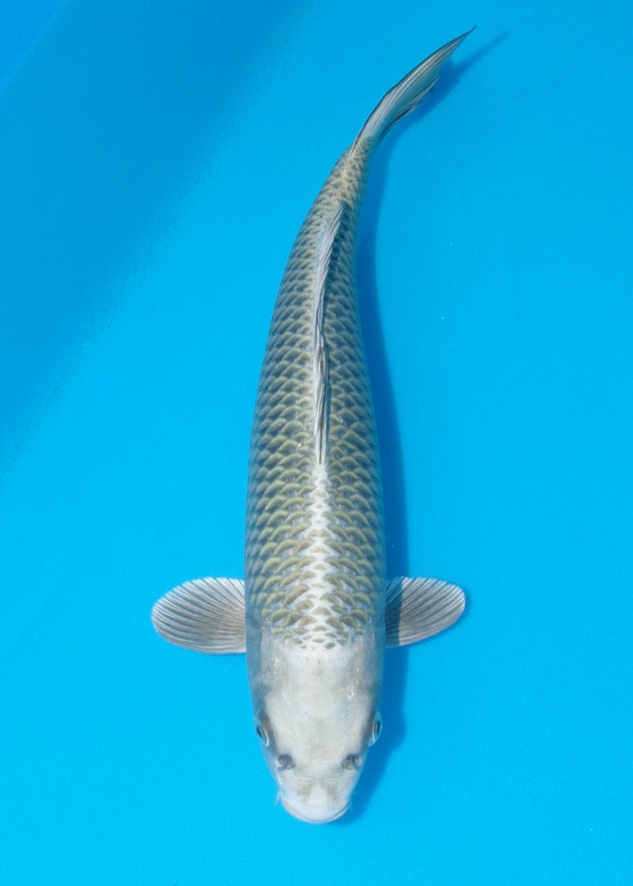 36cm Mukashi Ogon REF SRR03-F017