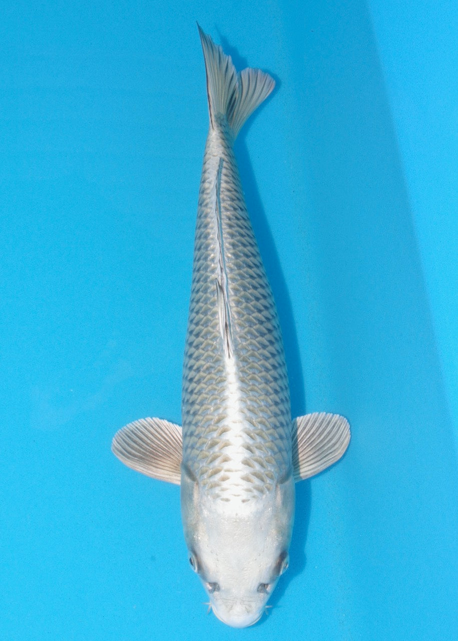 42cm Mukashi Ogon REF SRR04-F019